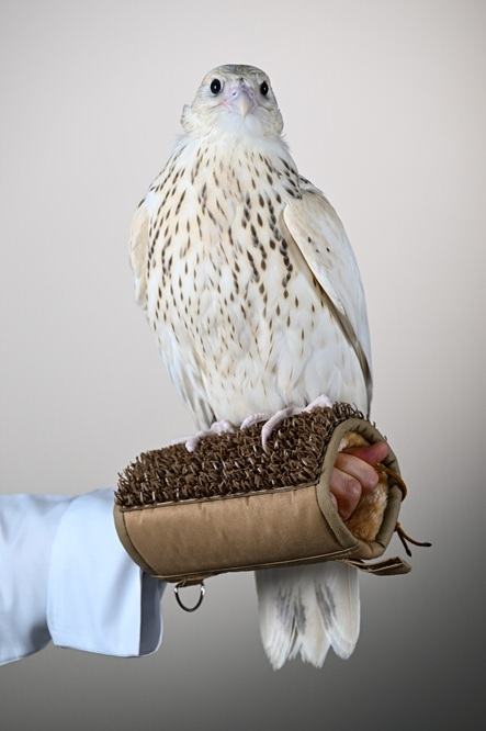 Falcon is Sold for AED 2.1 Million (USD 571,000) in Abu Dhabi, Setting the World’s Highest Price Ever at Falcon Auction